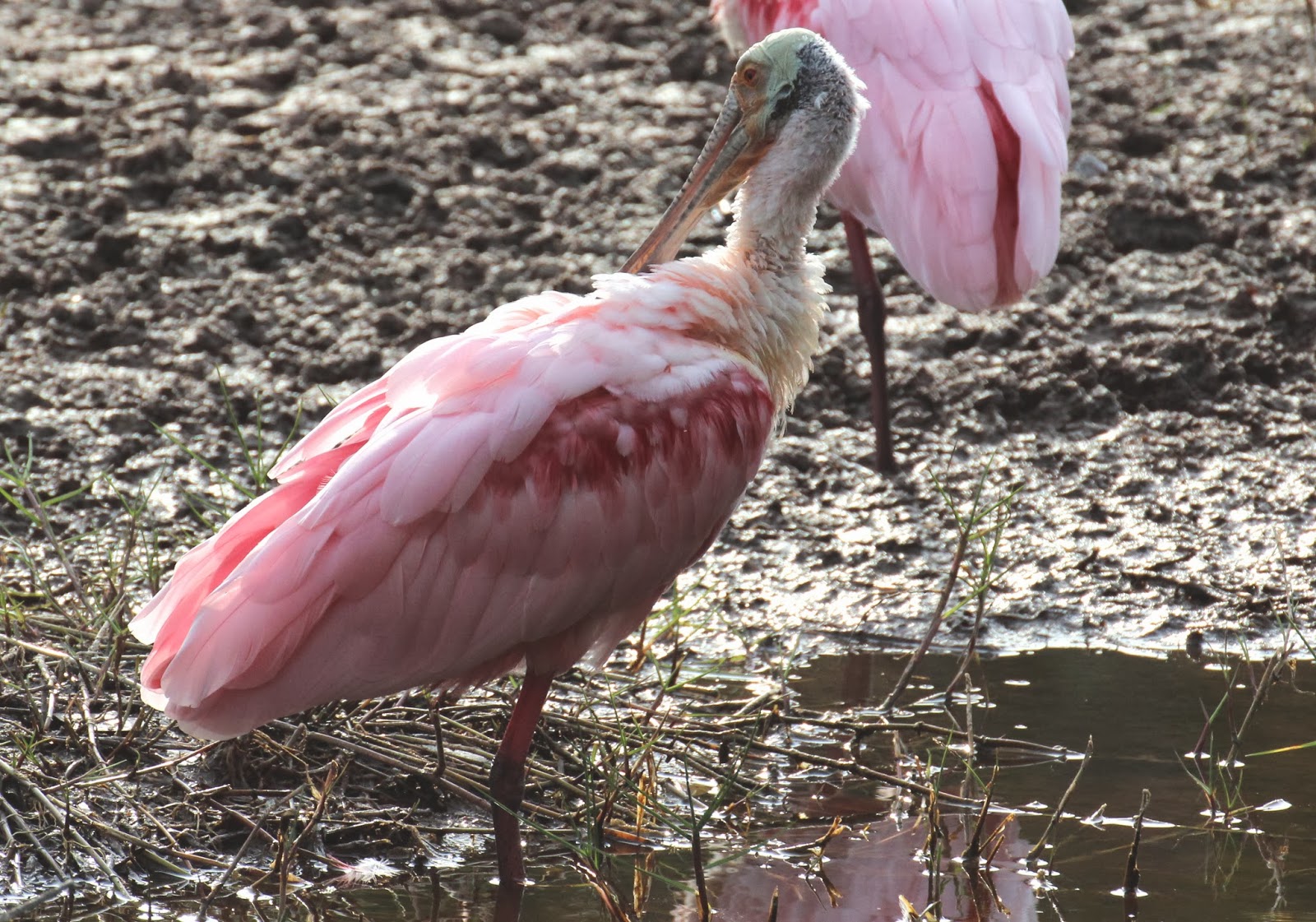 Cannundrums: Roseate Spoonbill