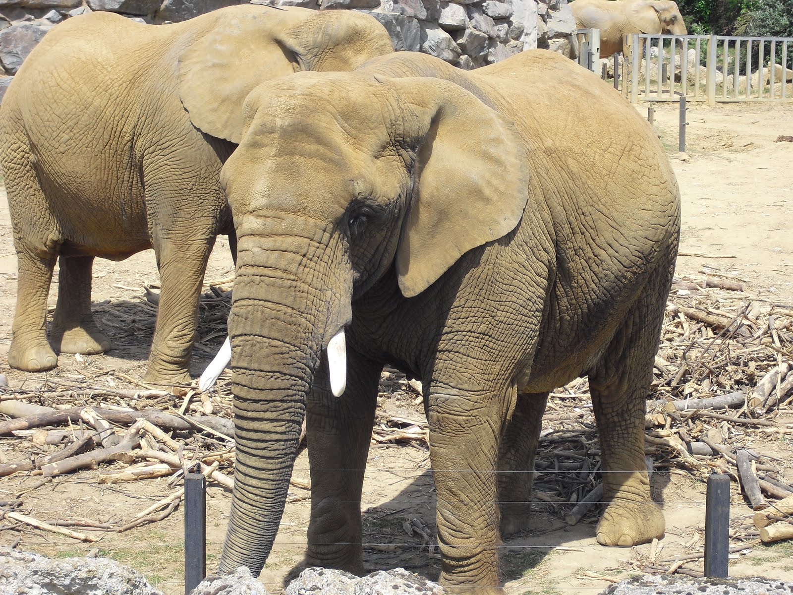 Year 6 - Class 6K (12_13): Animal Habitats!