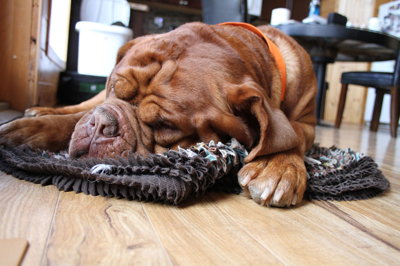 Dogs Sleep Badly After a Stressful Experience