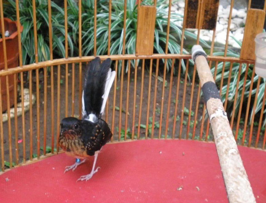 CiriCiri Burung Murai Medan Yang Bagus Terbaru 2016