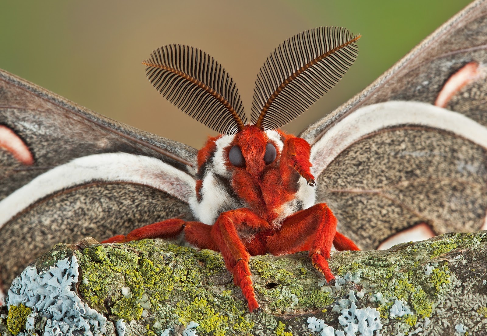 VENEZUELAN POODLE MOTH photos wallpapers (ανανεωμένο) the fun bank
