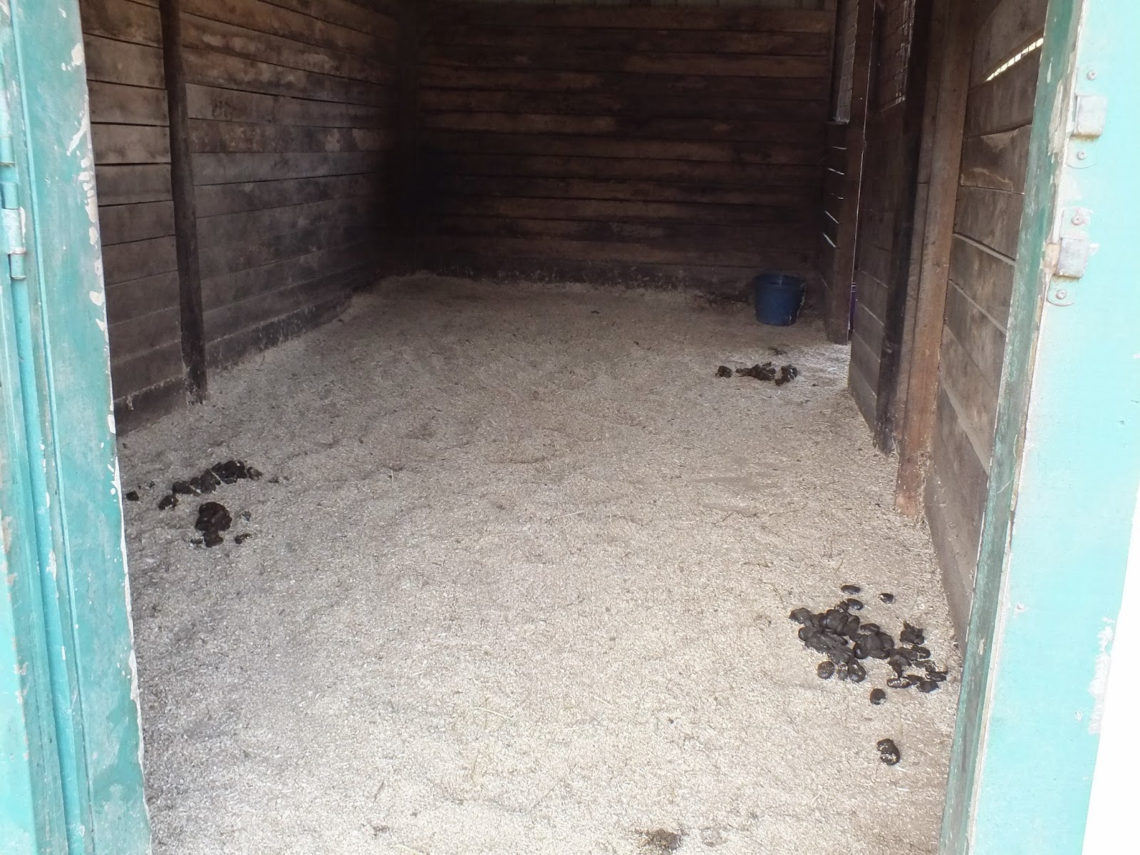 Traveller's Rest Equine Elders Sanctuary