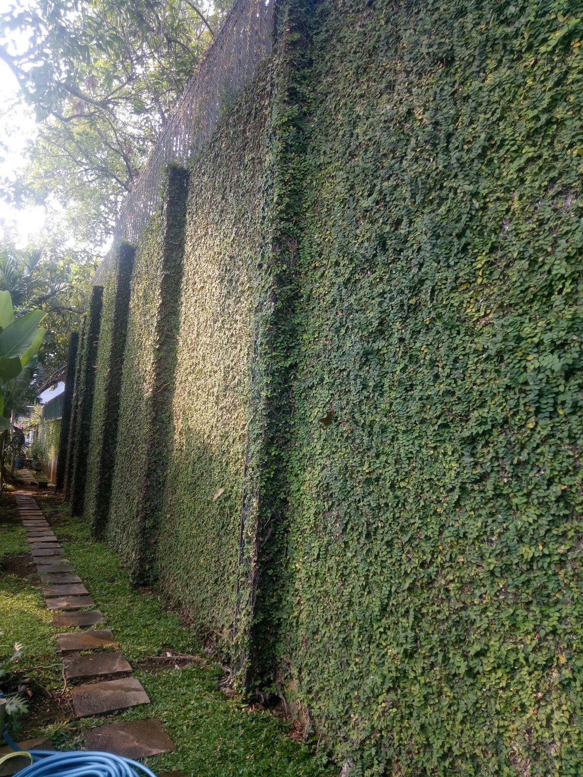 gambar tanaman rambat