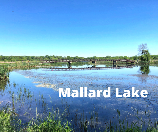 A Little Time and a Keyboard Mallard Lake in Hanover Park, Illinois Eases the Mind with
