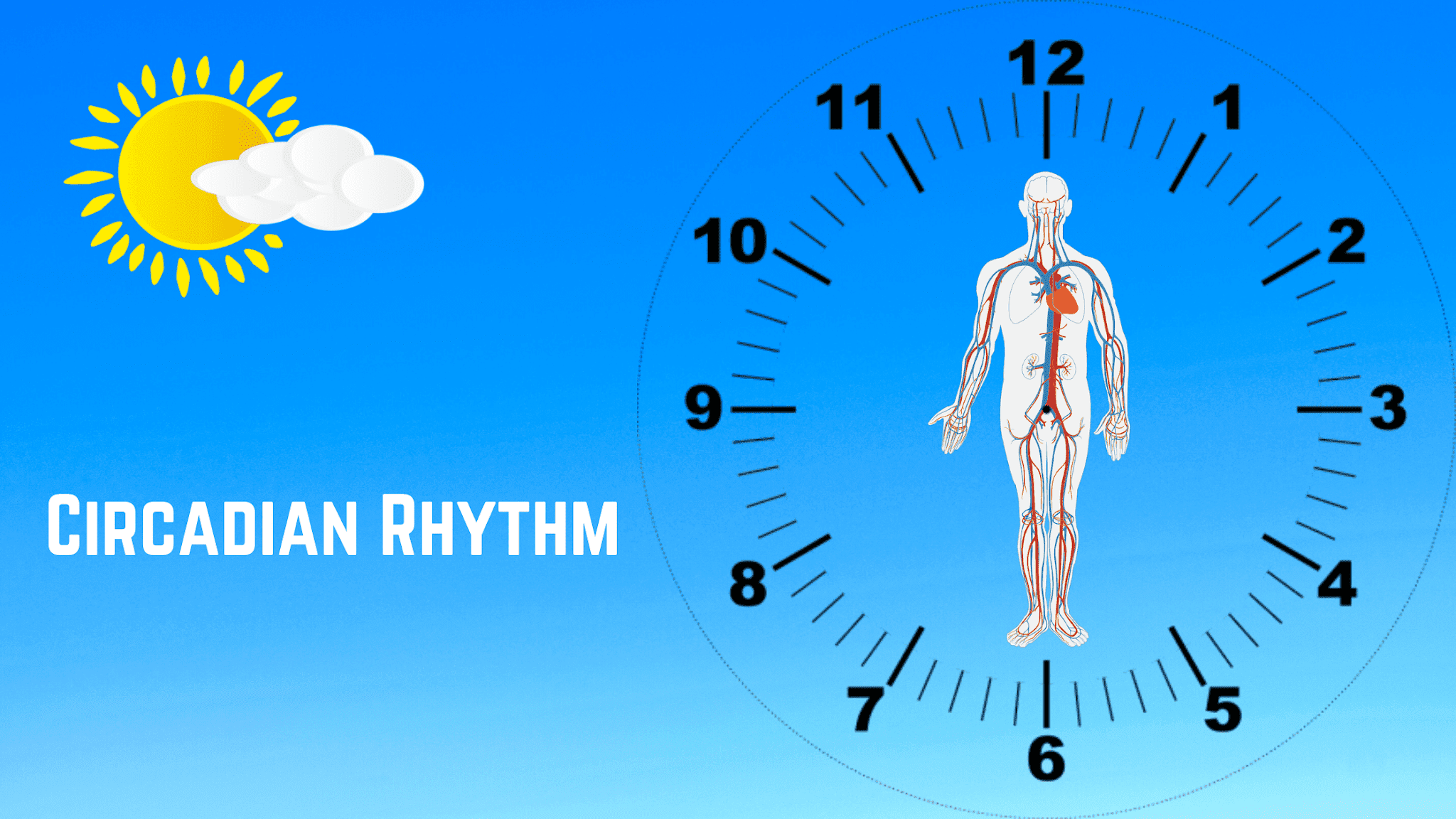 Circadian Rhythm What you should know? Tense Health