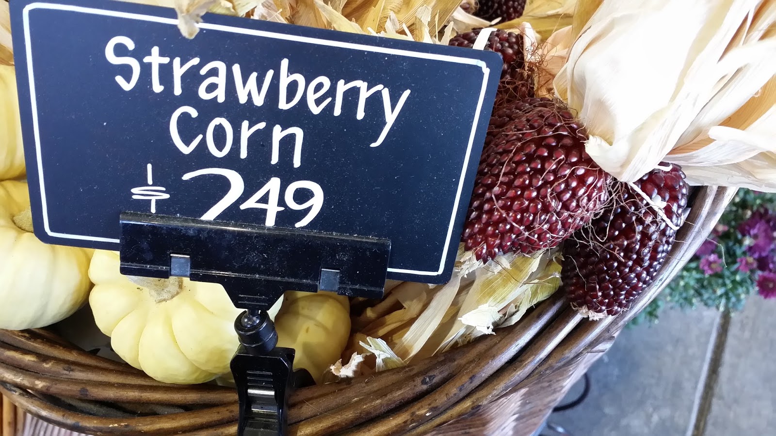 Eye of the Kat Strawberry corn