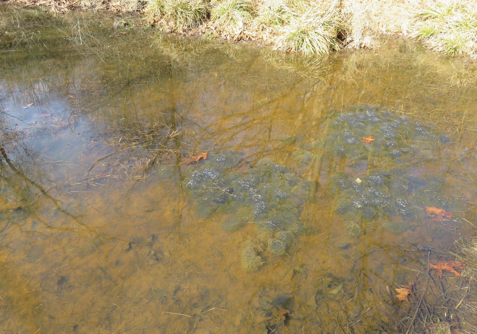 Allegheny Mountain Wanderings Vernal Ponds