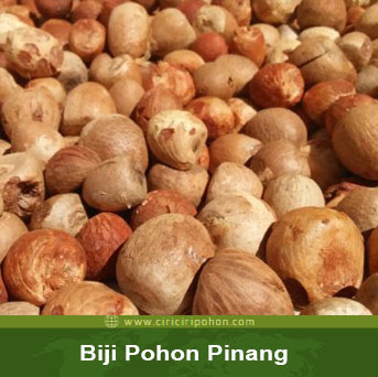 ciri ciri pohon biji pinang