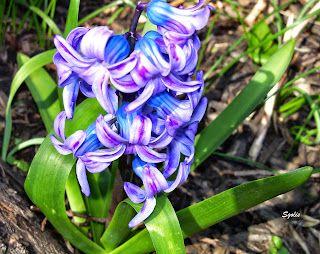 Blue bi-color Hyacinth 