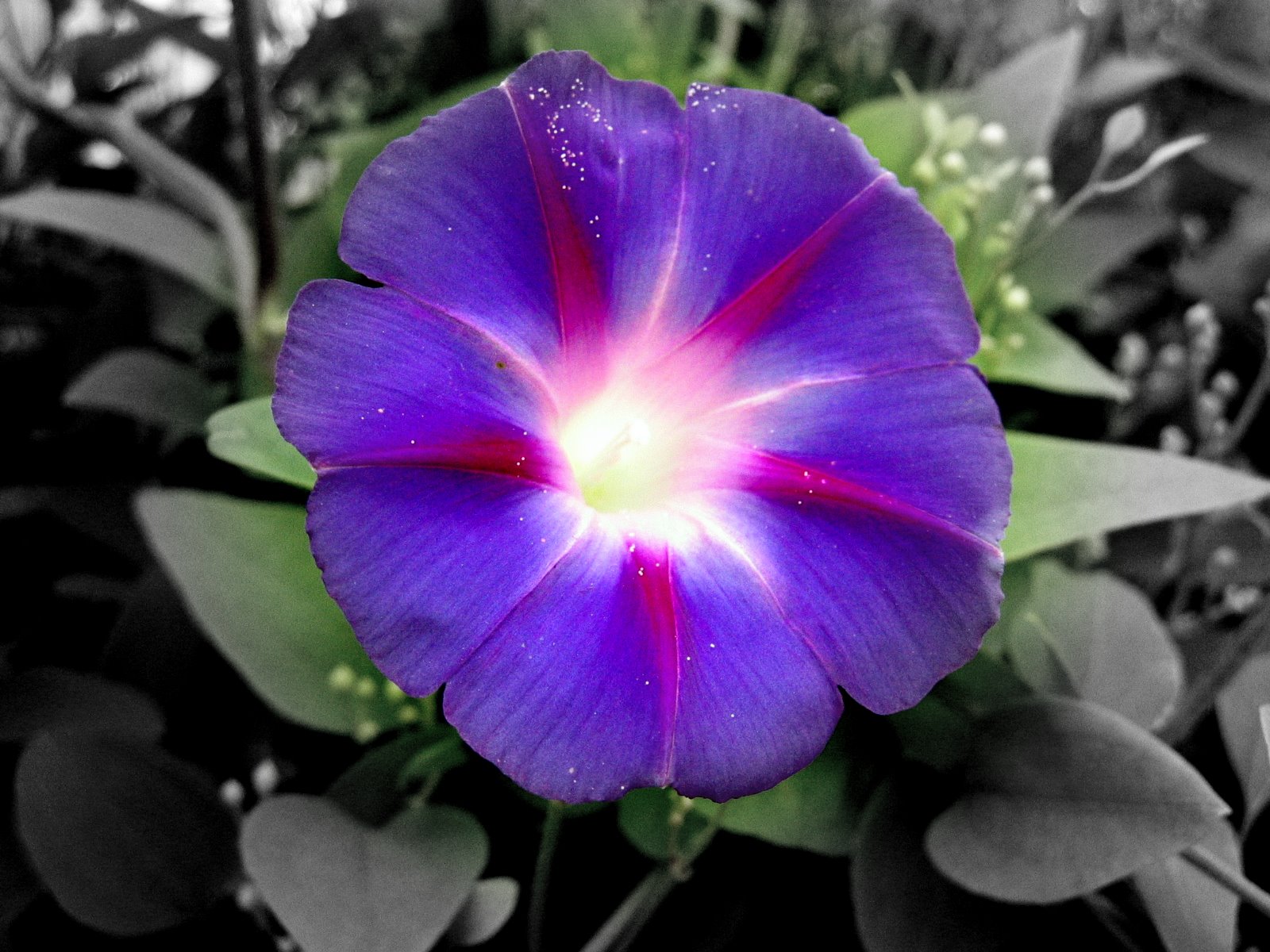 flowers for flower lovers.: Morning Glory flowers pictures.