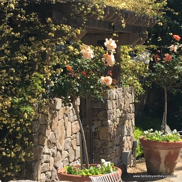 blooming roses at The Farmhouse Inn in Forestville, California