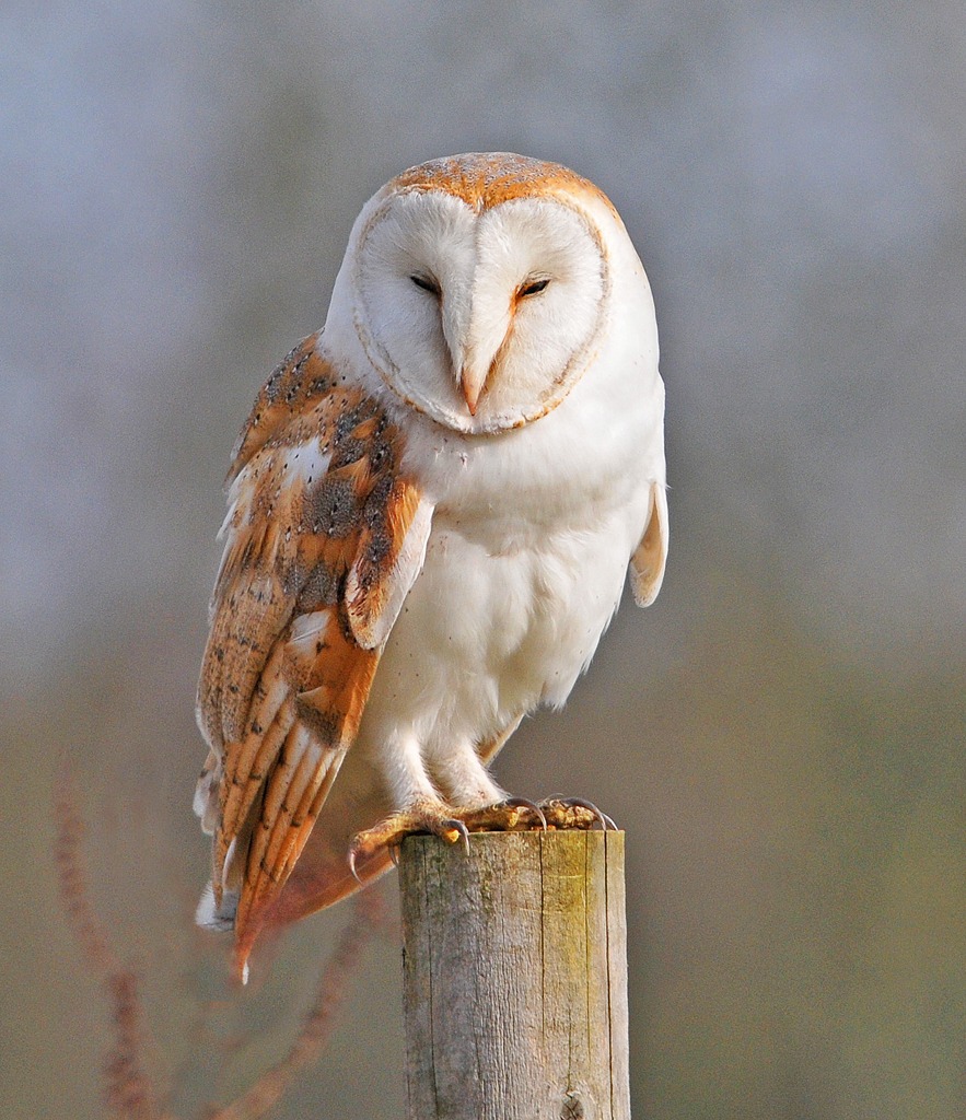 Barn Owl Amazing Animal Basic Facts Pictures Animals Lover
