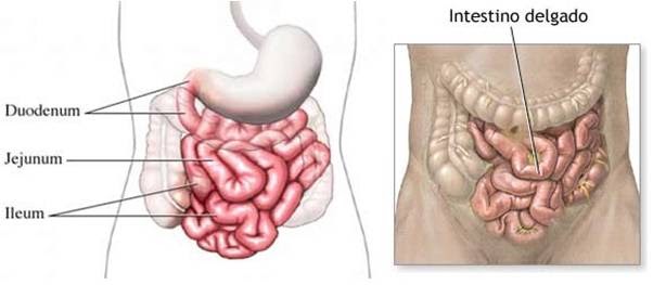 Imagenes del intestino delgado