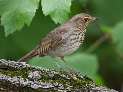 Life on the Heights: Thrush Day '17