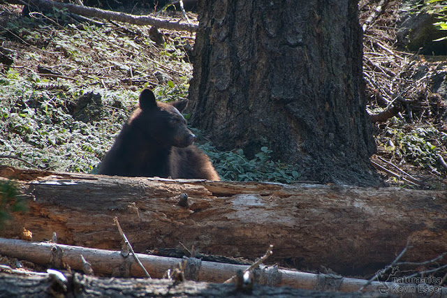 Ursus americanus - American Black Bear