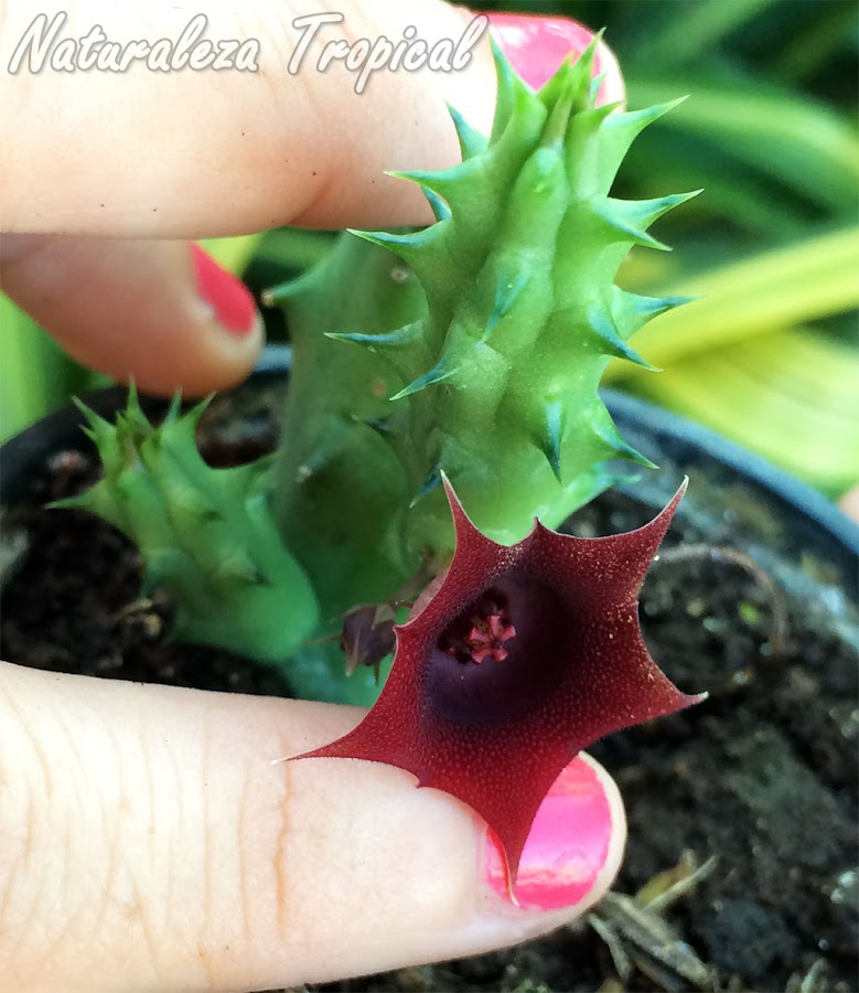 La planta suculenta Ojo de Dragón, Huernia schneideriana