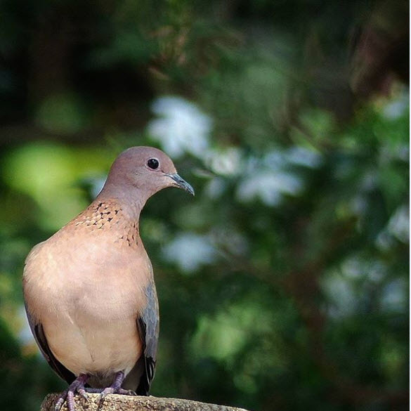 laughing dove breeding