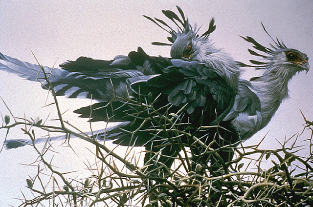 Роберт Бейтмэн / Robert Bateman At the Nest – Secretary Birds, 1976