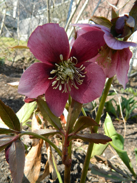 Purple Hellebore spring blooms by garden muses: a Toronto gardening blog