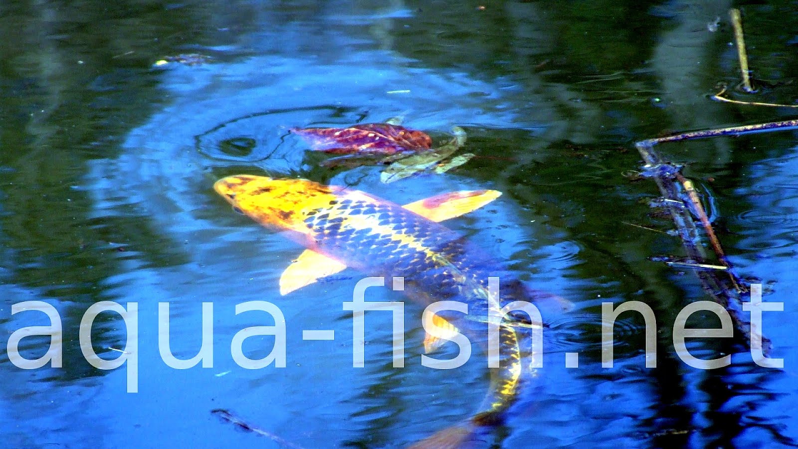 ideal koi pond water conditions temperature