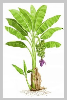 BUKU TANAMAN PENDIDIKAN KHAS: TANAMAN BUAH-BUAHAN DAN TANAMAN MODEN