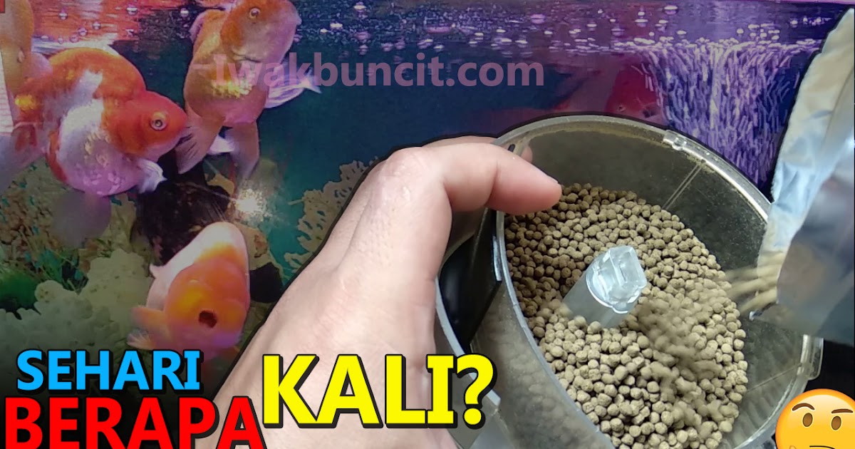 Harusnya Berapa Kali Ikan Mas Koki Makan dalam Sehari?