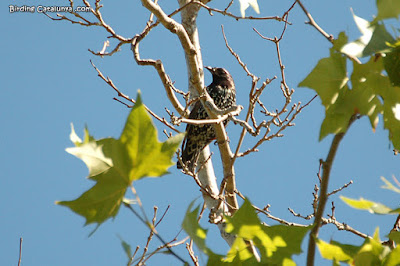 Estornell vulgar (Sturnus vulgaris) 