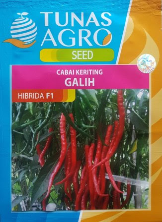 Toko Pertanian Petani Indonesia Lmga Agro Cara Menanam Cabe Di Rumah Benih Hibrida Galih Dari Tunas Agro