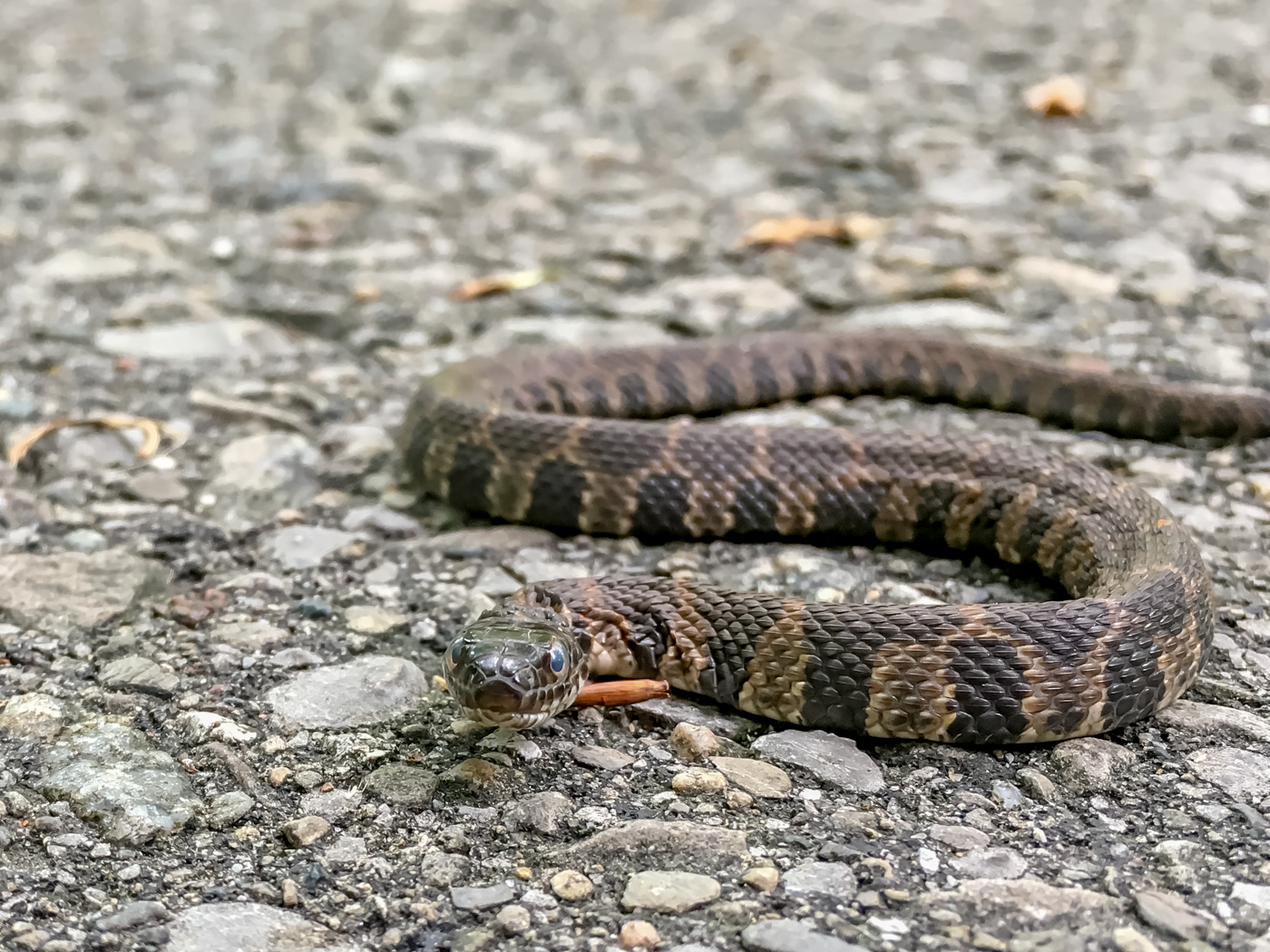 Northern water snake