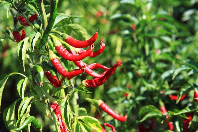 how to grow chilli in pot.