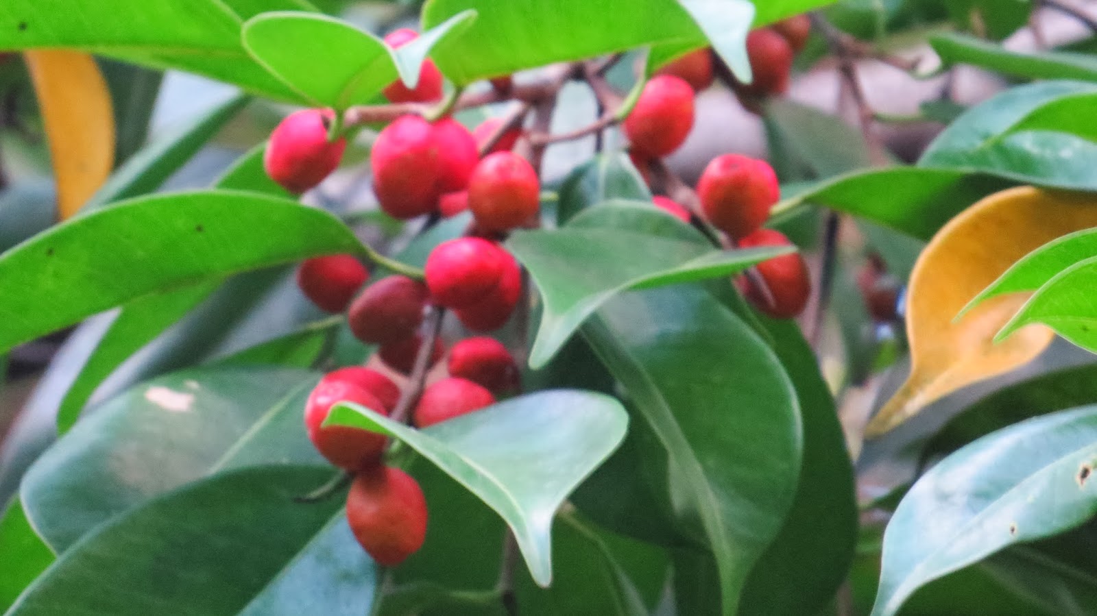 Photography with Dr. Ernie. Ficus red berries