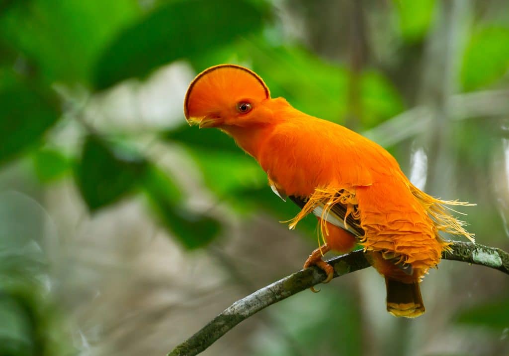 Las 7 Aves Nacionales más bellas de Hispanoamérica Las 7 Aves Nacionales más bellas de Hispanoamérica
