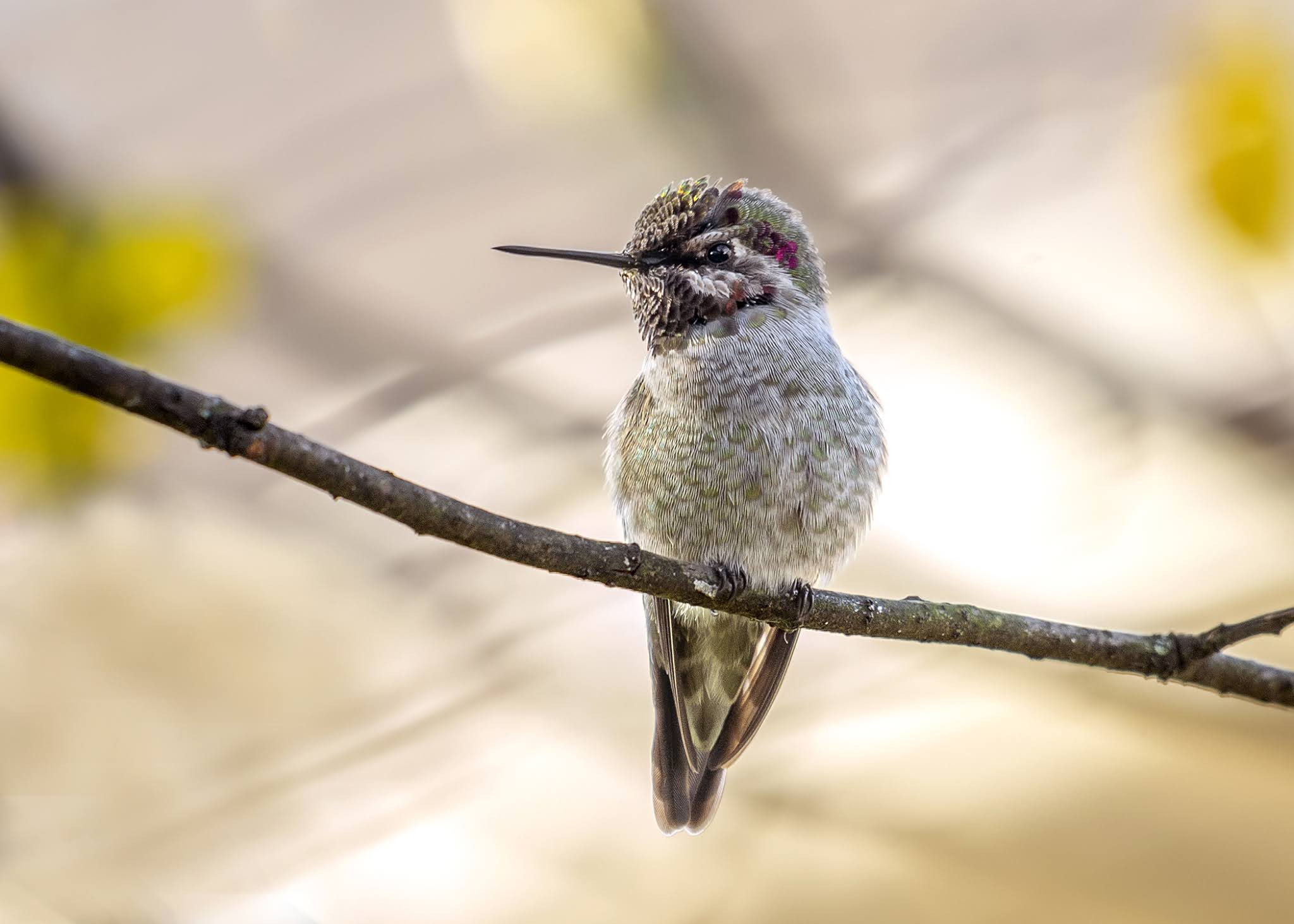 Michigan Hummingbird Guy