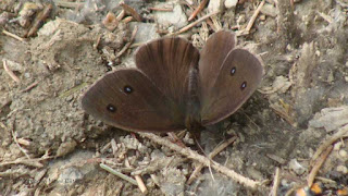 Minois dryas (male) DSC163881