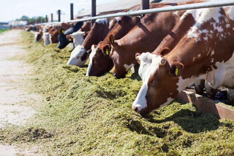 Disciplina Che Si Occupa Di Allevamento Di Animali L'ALLEVAMENTO