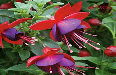 fuchsia flower, fuchsia