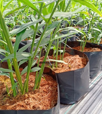 Anim Agro Technology Halia Fertigasi Satu Inovasi