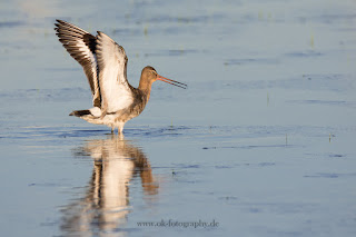 Wildlifefotografie Naturfotografie Dümmer See Uferschnepfe