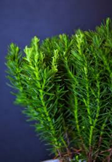 Wild rosemary is one of the 15 most popular herbs used in South African herbal medicine.