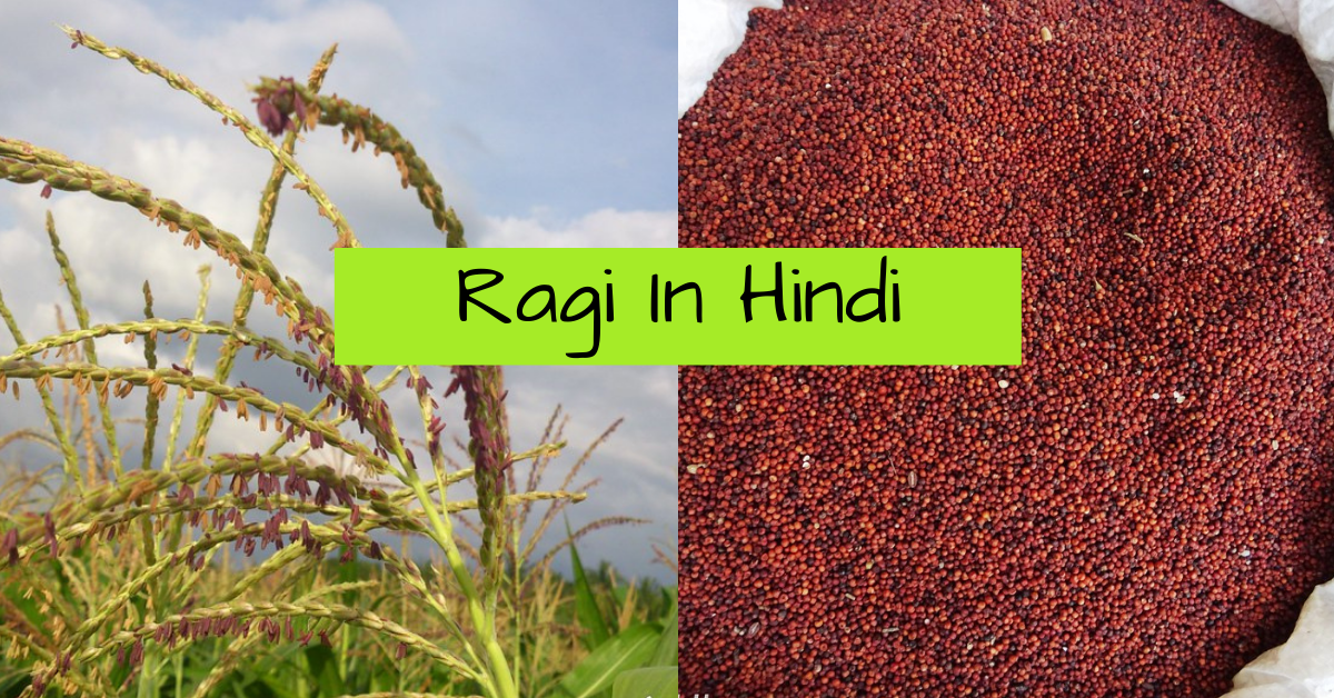 Ragi In Hindi