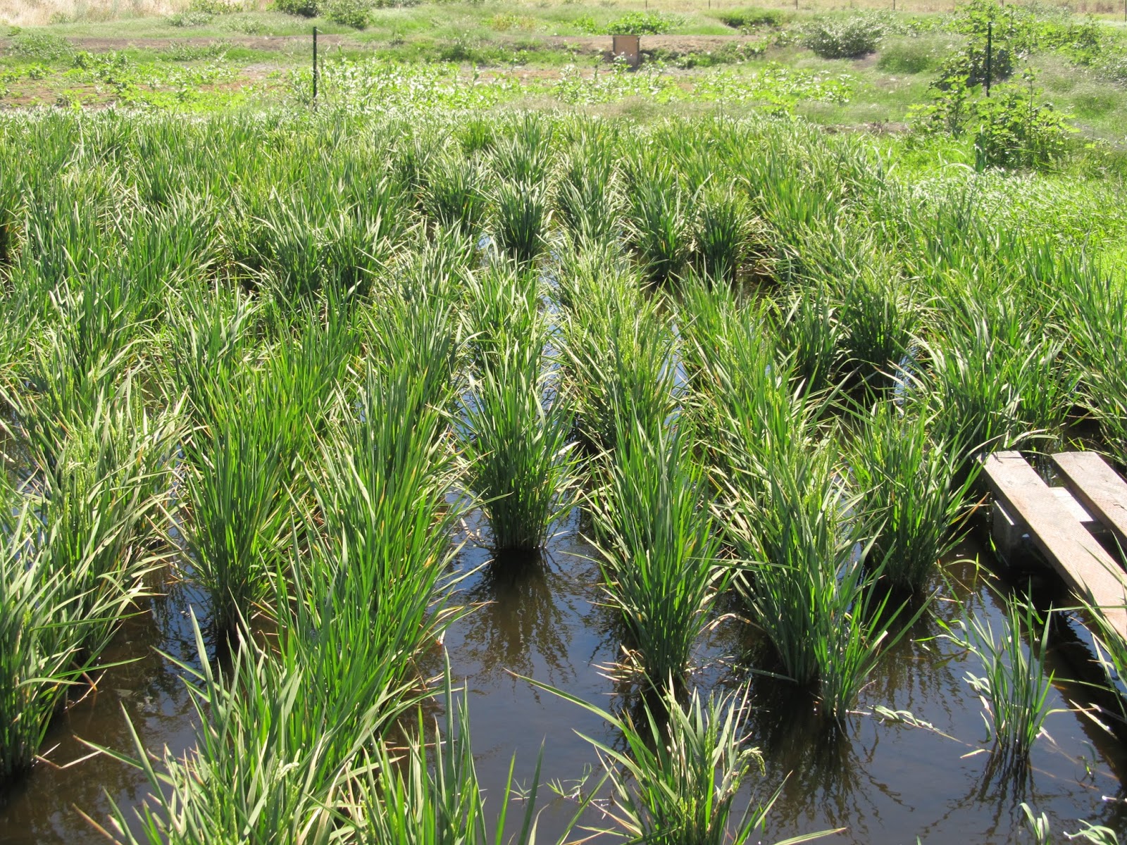 Delta Science Center: Rice is flowering stage