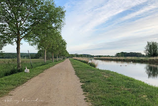 Schwäne am Elbe-Lübeck-Kanal