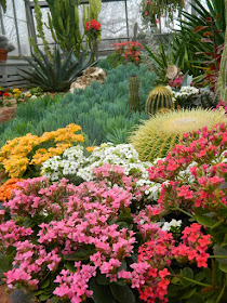 Kalanchoes at Etobicoke's Centennial Park Conservatory  by garden muses-not another Toronto gardening blog