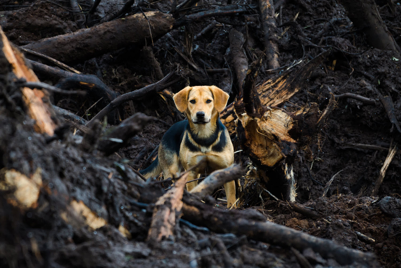 Managing Your Dog during Bushfires & Smoke Hazards Australian Dog Lover