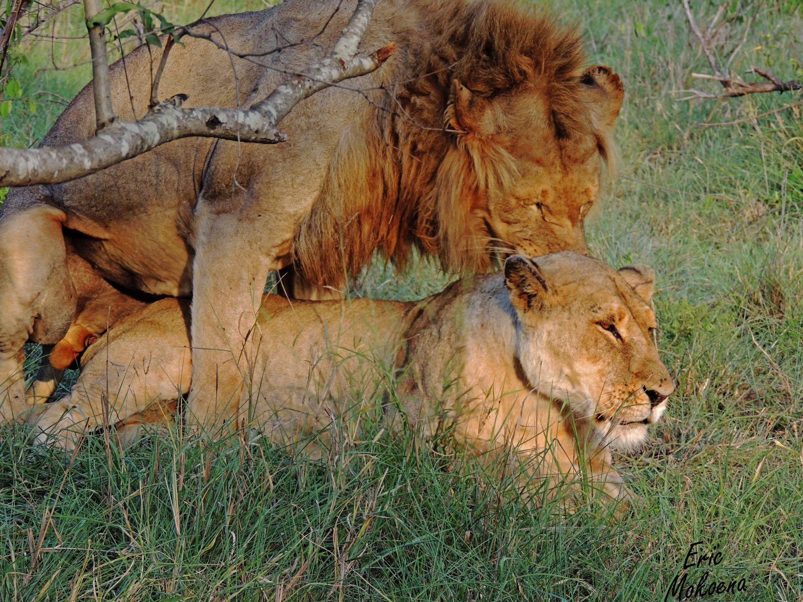 Tintswalo Ranger's Blog