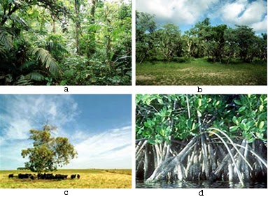 GEOGRAFI KELAS XI : flora dan fauna di indonesia