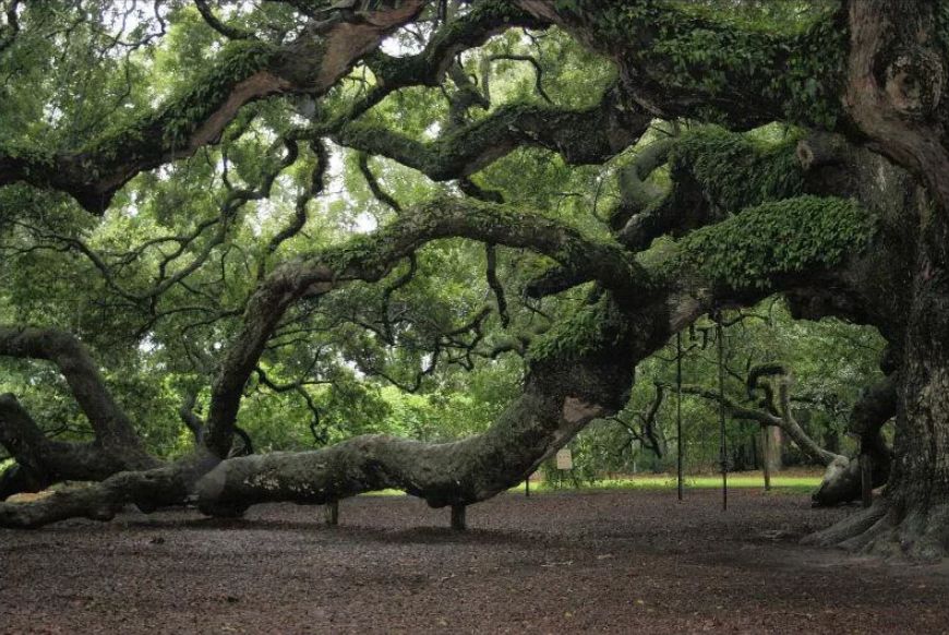 Дуб живое существо. Куинингхэми дерево. Дерево которому 300 лет. Южный живой дуб.