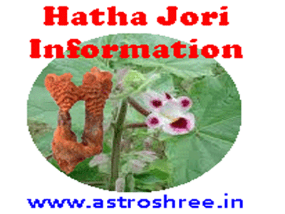 Hatha Jori Is What Hatha jodi is the root of tiger's claw (martynia annua), an. hatha jori is what