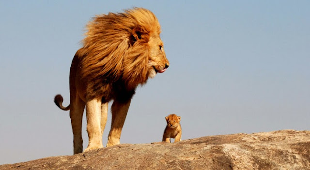 Amazing Picture: Lion HD desktop wallpaper
