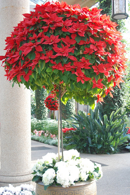 Oh, to have the light and room for one of these poinsettia beauties!